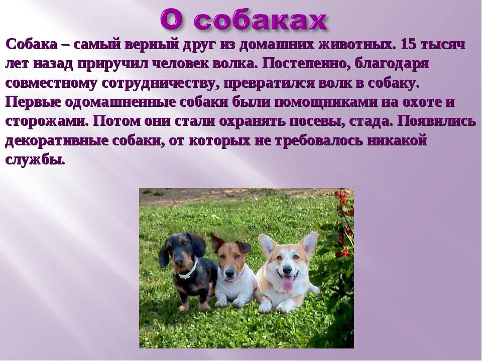Новая кошка в доме, где уже есть животные