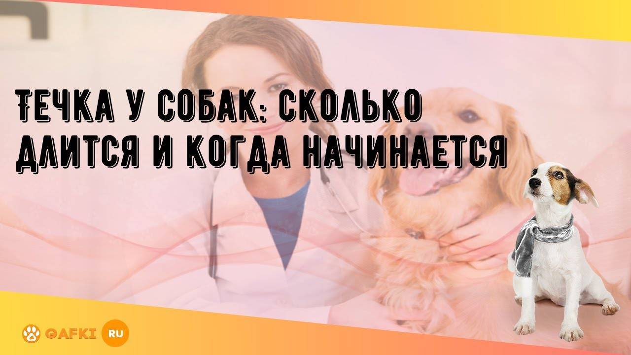 Сибирский хаски: особенности течки, вязки и родов