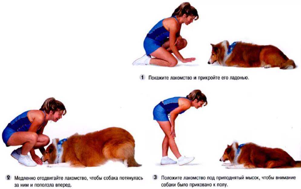 Как дрессировать щенка самому