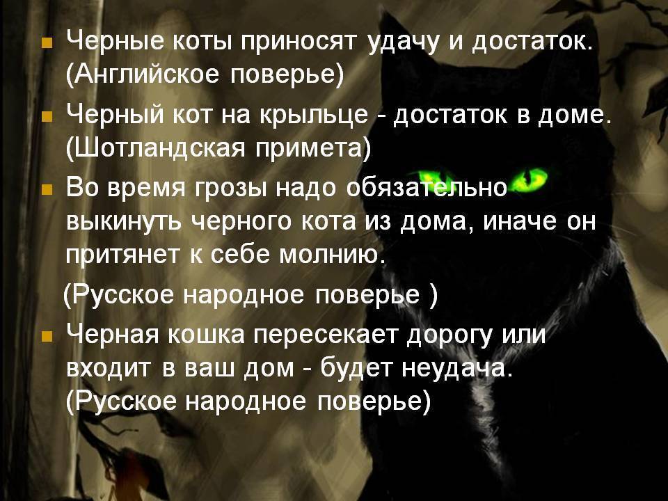 Что приносит черный кот в дом