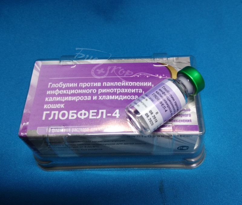 Глобфел-4 для кошек: инструкция, как колоть, показания, отзывы