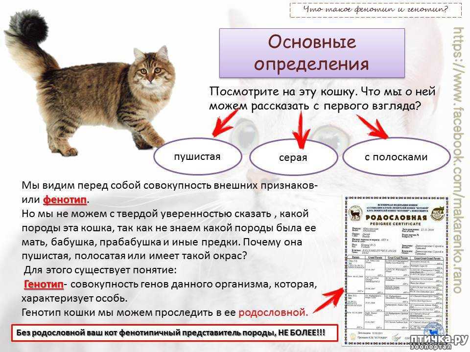 Как определить породу кошки по внешним признакам: окрас, особенности телосложения, фото