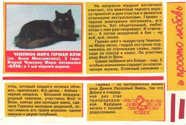 Сибирская маскарадная кошка: описание породы, характер, содержание и уход  - mimer.ru