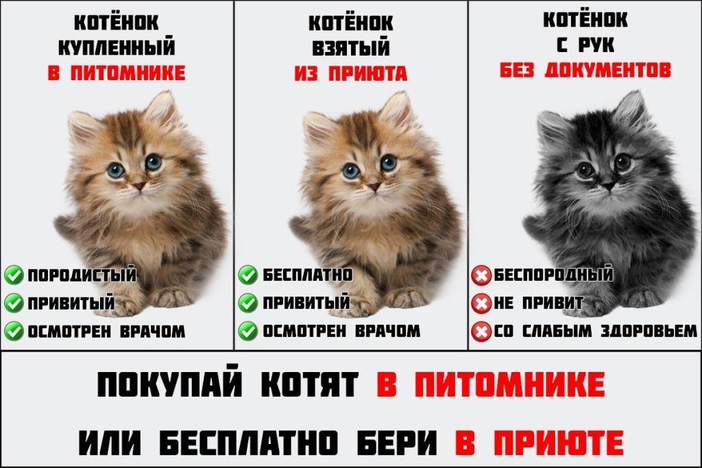 Как пристроить котят, если их никто не берет и они не нужны хозяину кошки или найдены на улице, куда их деть?