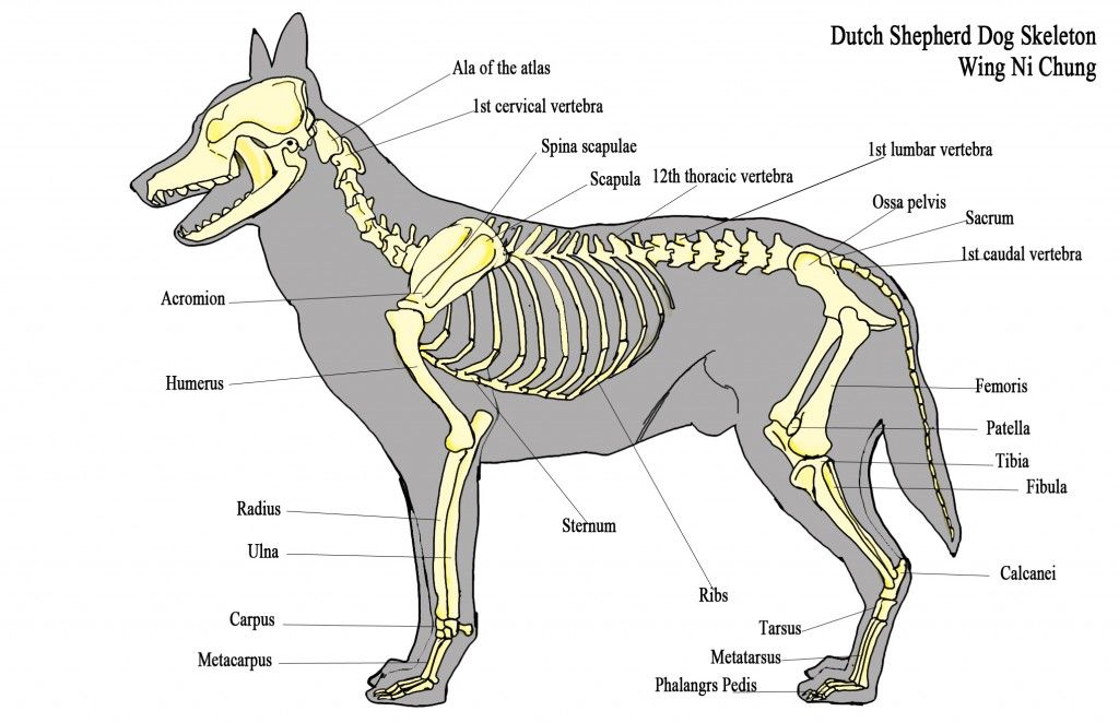 Анатомия собаки скелет животного и строение его внутренних органов - окружающий мир вокруг нас