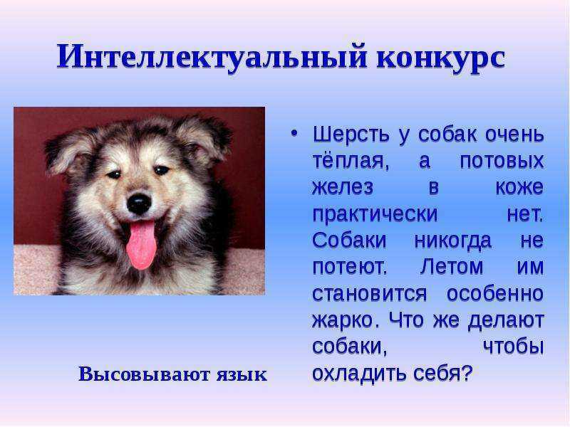 Потеют ли кошки и коты: как работает система потоотделения у котят и взрослых животных, может ли у питомцев выступить пот и в каких местах