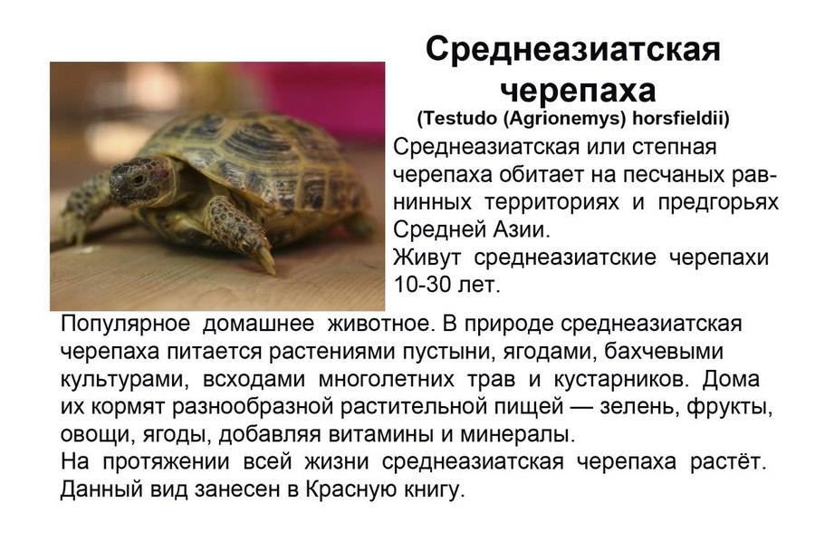 Куда отдать кошку, если она не нужна: приют и другие варианты