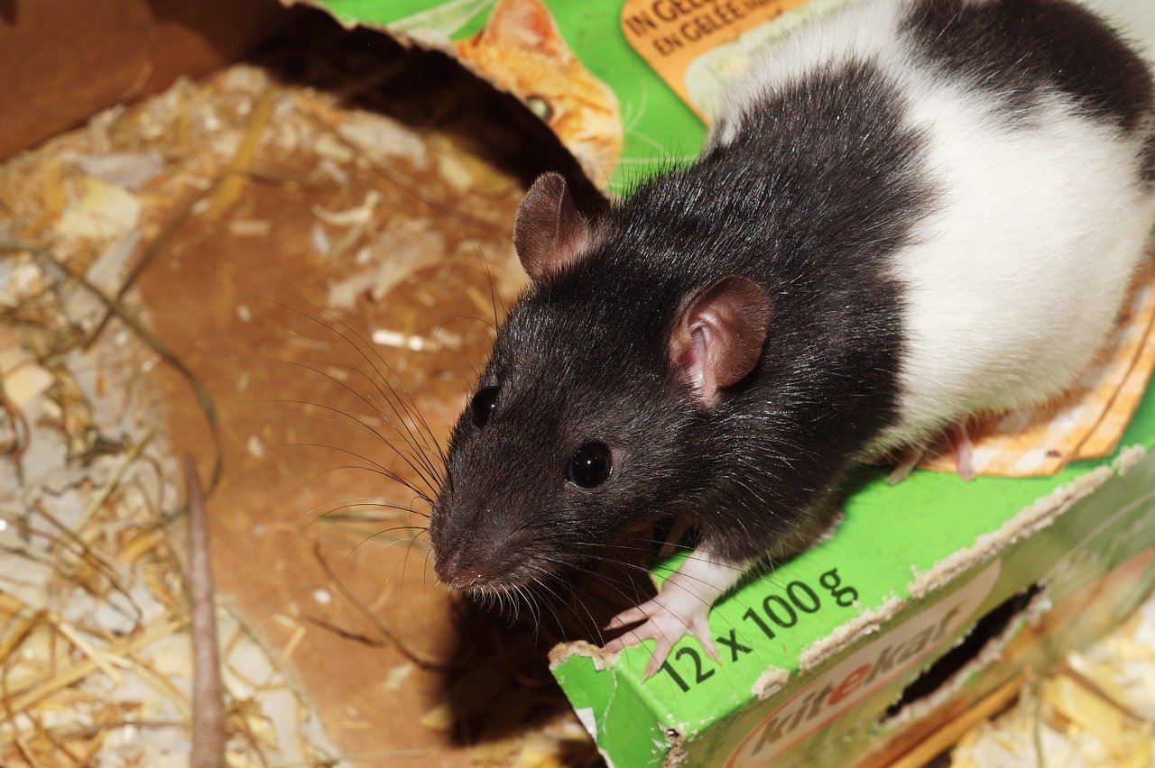 Сколько лет живут декоративные крысы в домашних условиях