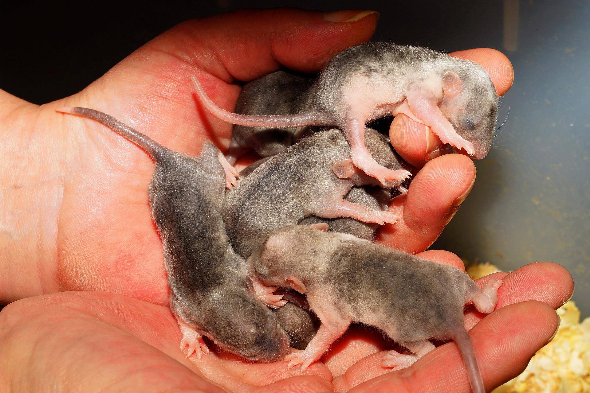 Как размножаются крысы в диких и домашних условиях