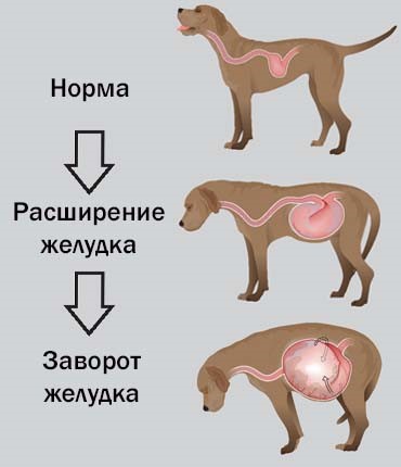 Заворот кишок (желудка) у собак