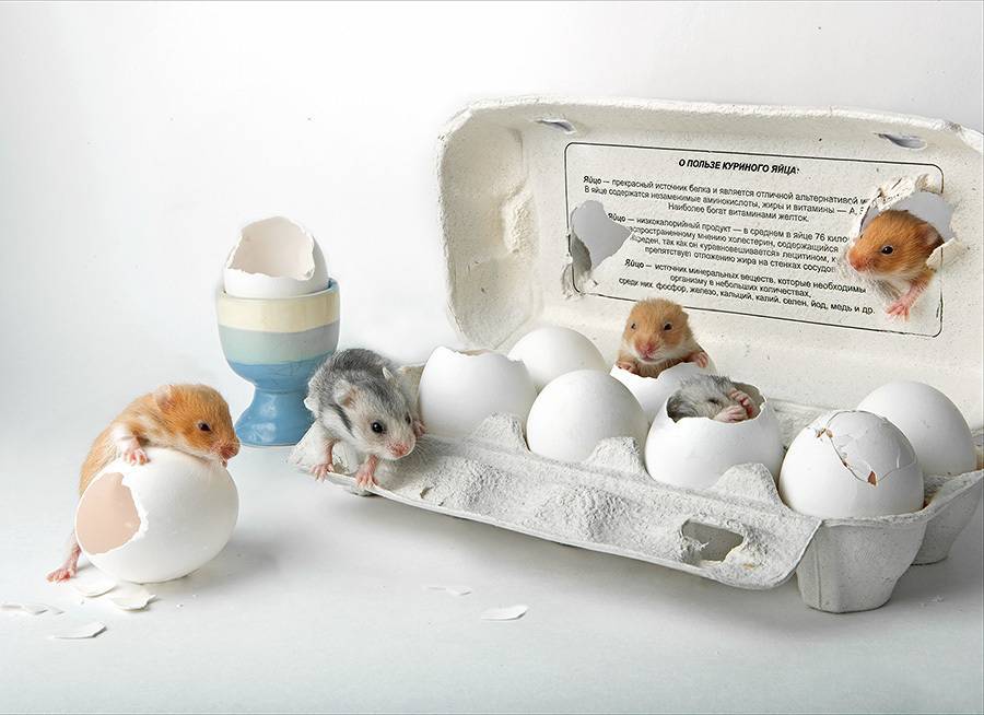 Яйца в рационе хомячков
