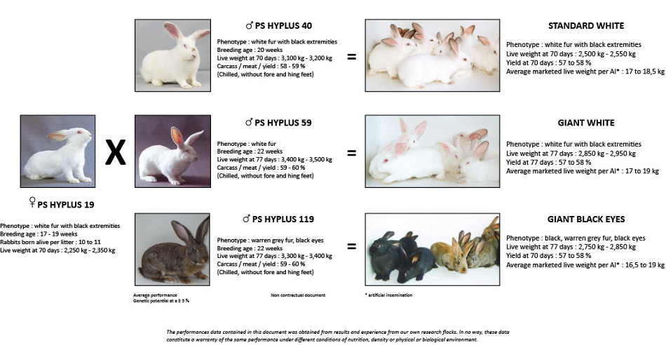 Бургундский кролик: описание породы, фото, разведение, уход и кормление