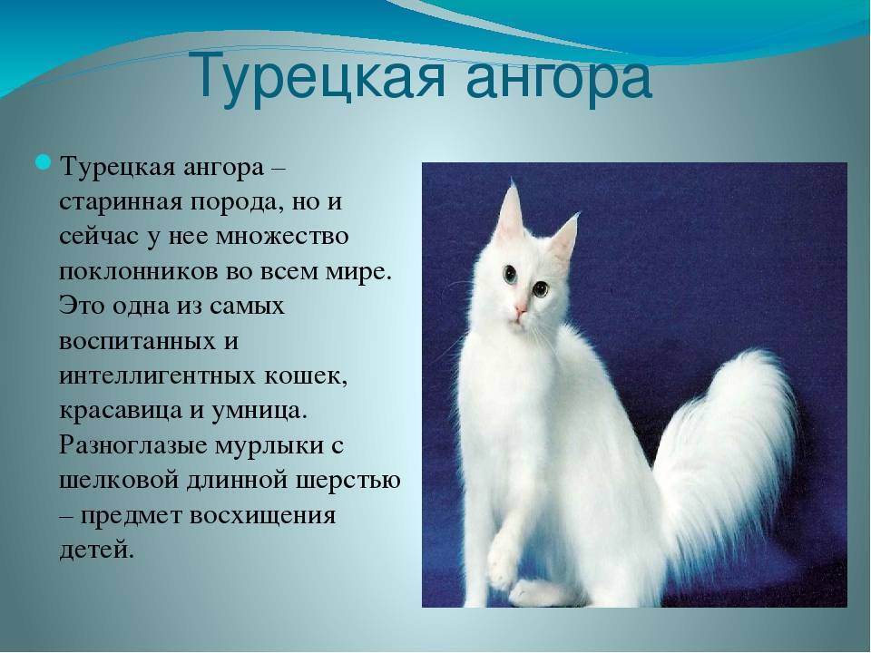 Ангорская кошка - характер и повадки, выращивание котят, содержание, кормление и уход в домашних условиях