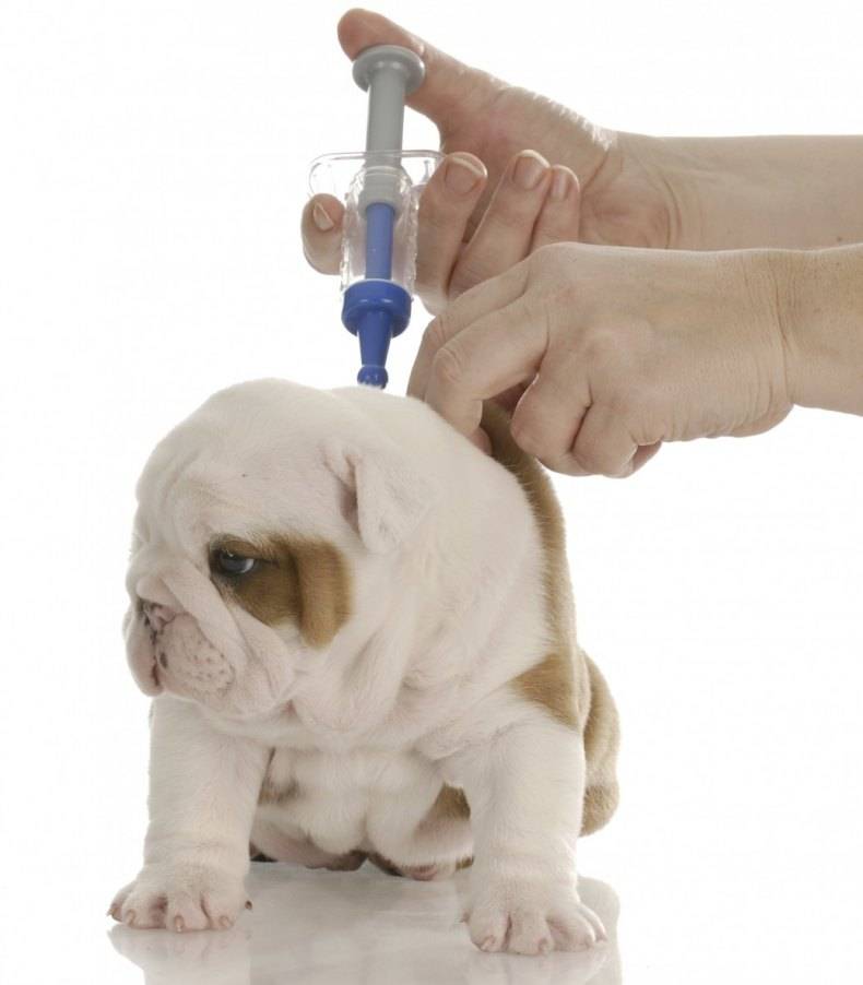 Вакцинация собак - график прививок и ревакцинаций по возрасту