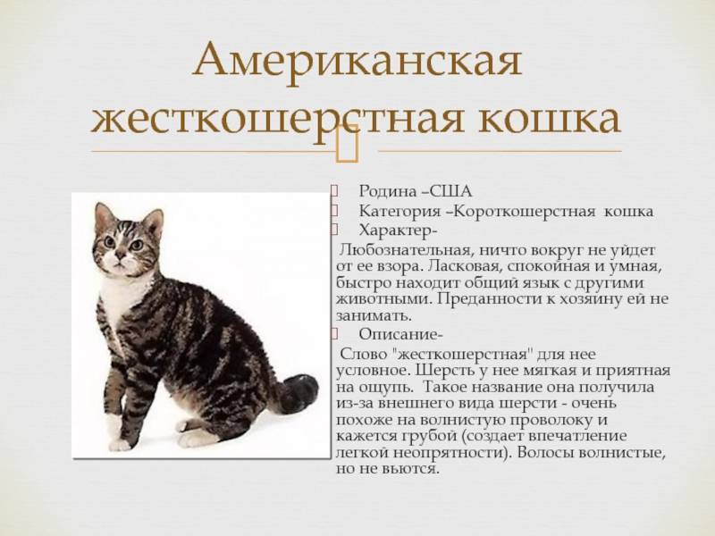 Купить кельтскую кошку в россии: как отличить европейскую короткошерстную породу- подробности ухода +видео