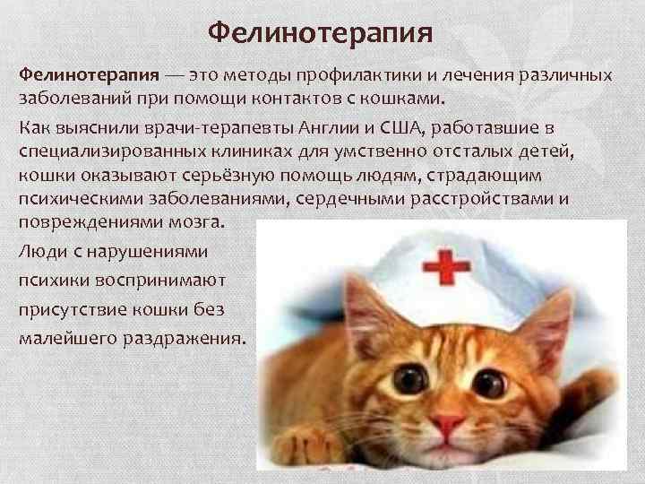 Кошки-целители - лечение кошками, какие кошки лечат, как кошки лечат людей - всё о кошках и котах