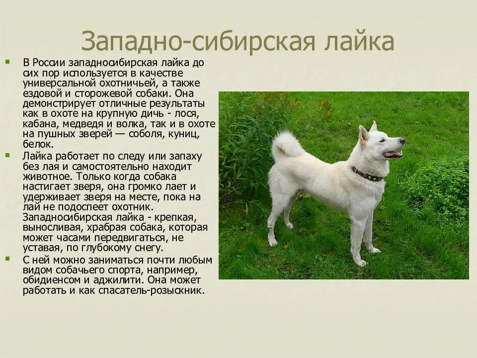 Собака лайка — характеристика породы