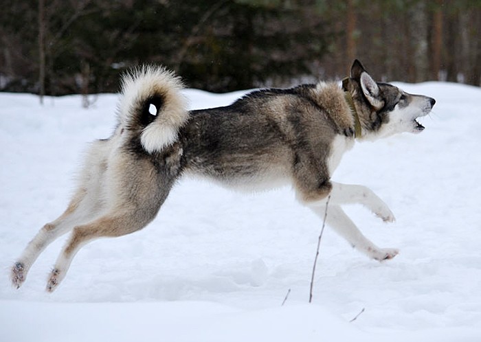 Западно-сибирская лайка — фото, описание породы собак, характер