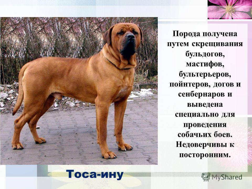 Особенности английских мастифов: описание внешности породы и характера собак