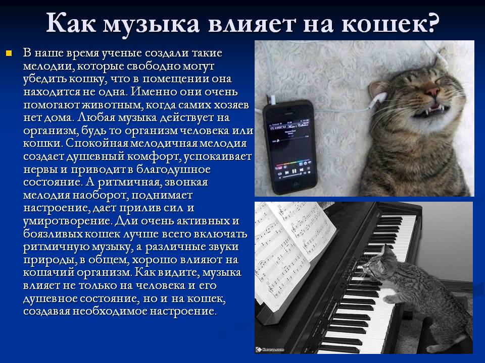 Как музыка разных жанров влияет на кошек