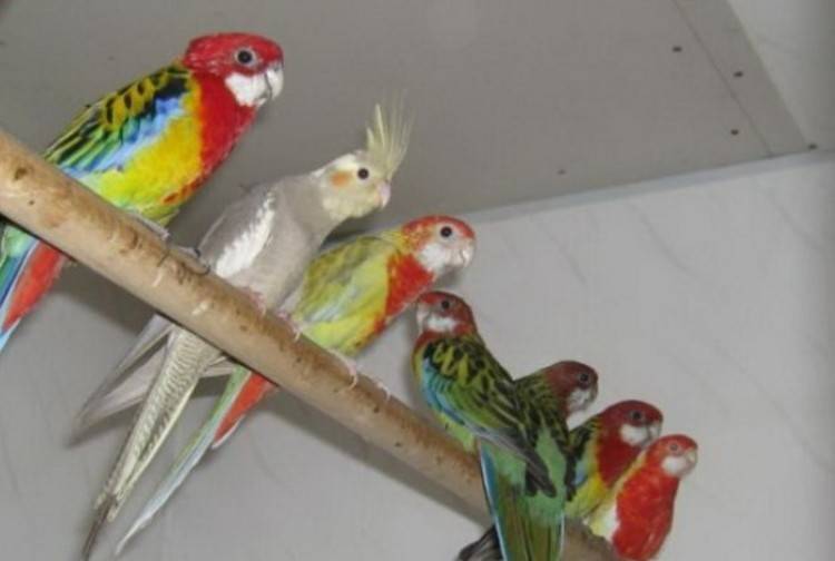 Сколько живет попугай корелла в домашних условиях