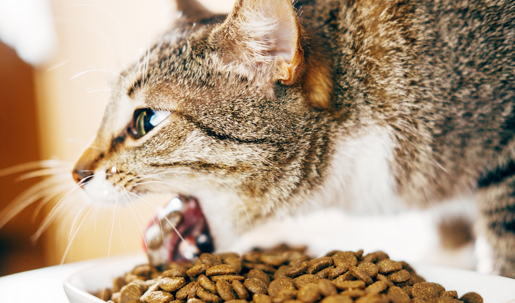 Что делать, если кота или кошку рвет после еды непереваренной пищей: рвота с желчью, пеной и кровью, почему и как лечить в домашних условиях