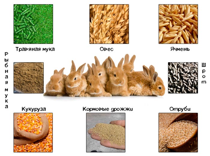 Каким зерном кормить кроликов и кормление по методу золотухина: советы с фото и видео
каким зерном кормить кроликов и кормление по методу золотухина: советы с фото и видео