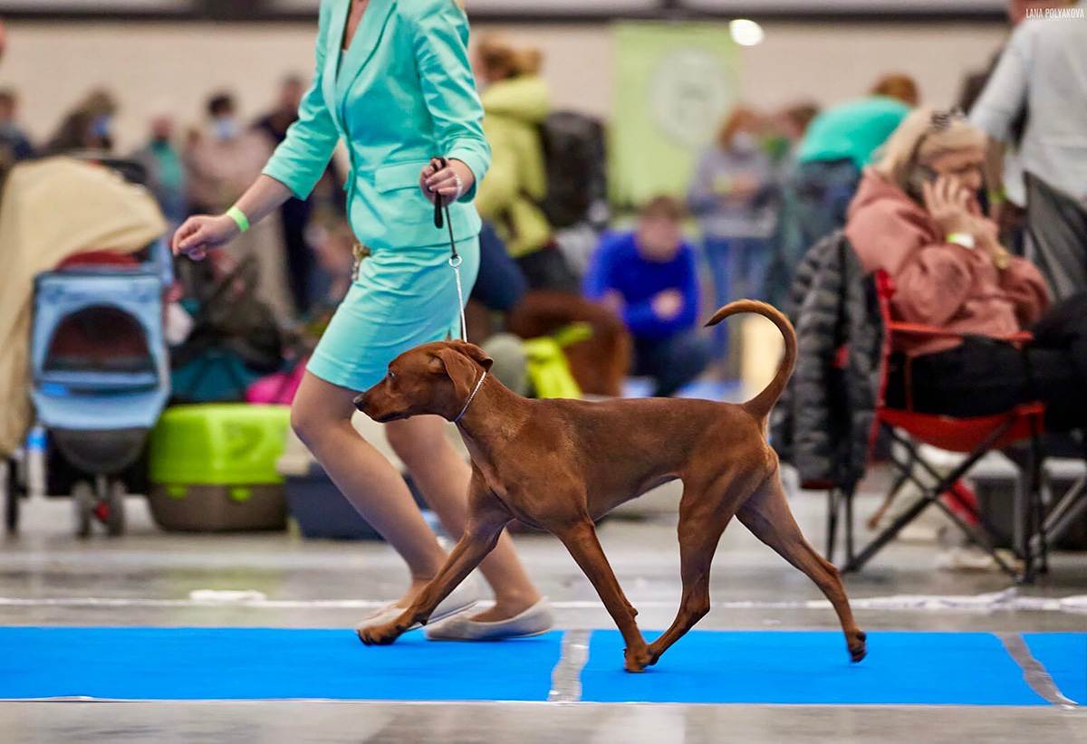 Отчет о ежегодной выставке собак росток в 2015