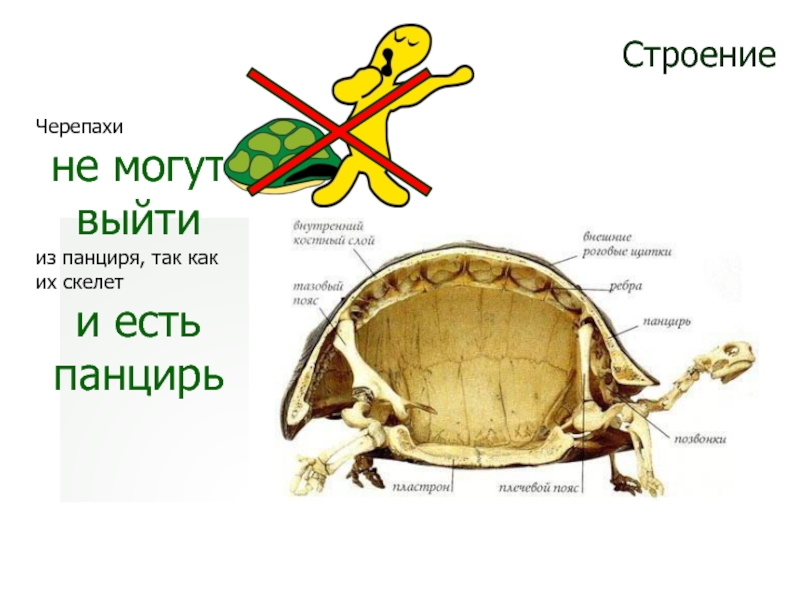 Черепаший панцирь - turtle shell - dev.abcdef.wiki