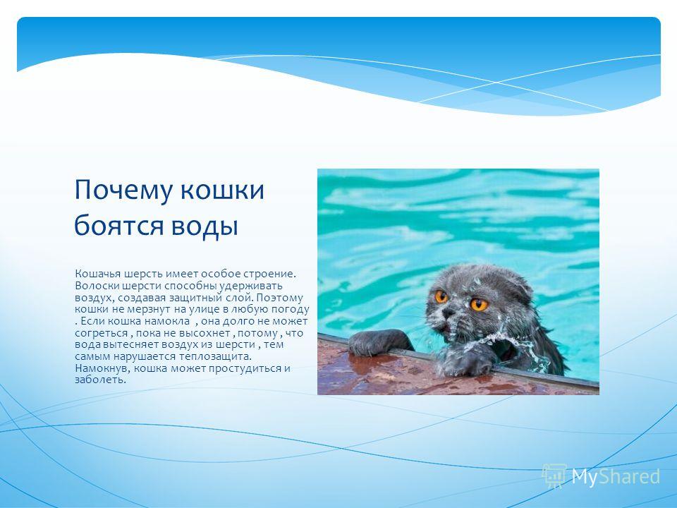 Почему кошки и коты не любят воду?