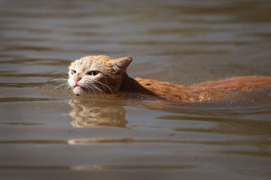 Почему кошки не переносят водные процедуры