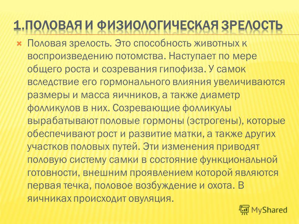 Половая зрелость, половой цикл и беременность у собак и кошек - ситивет