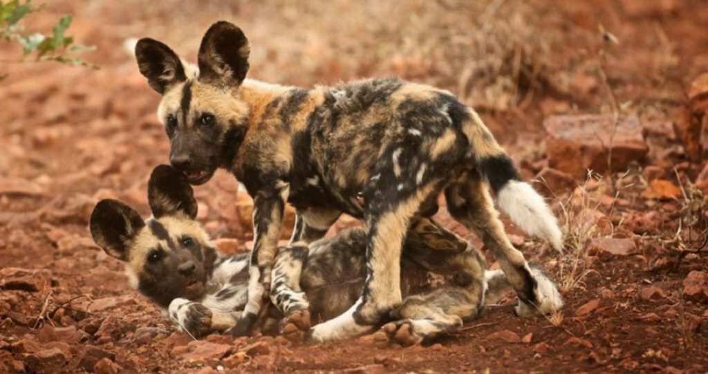 Гиеновидная собака: африканская дикая в домашних условиях