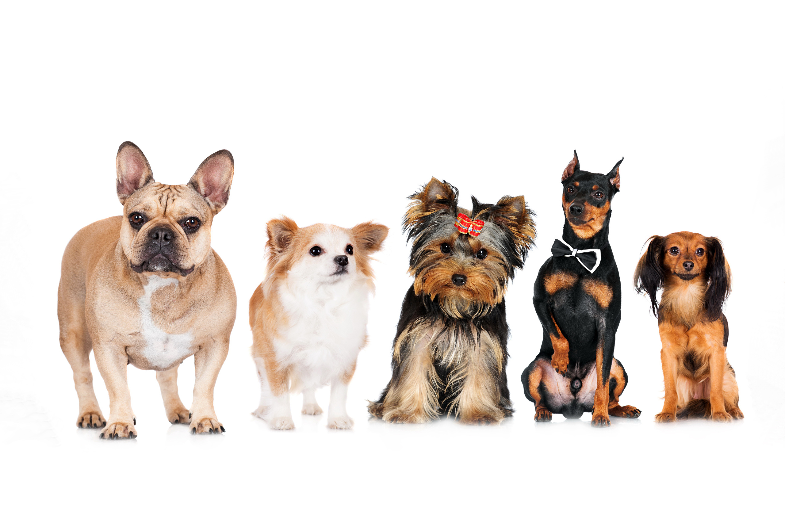 Распространённые породы маленьких домашних собак и рекомендации по их выбору