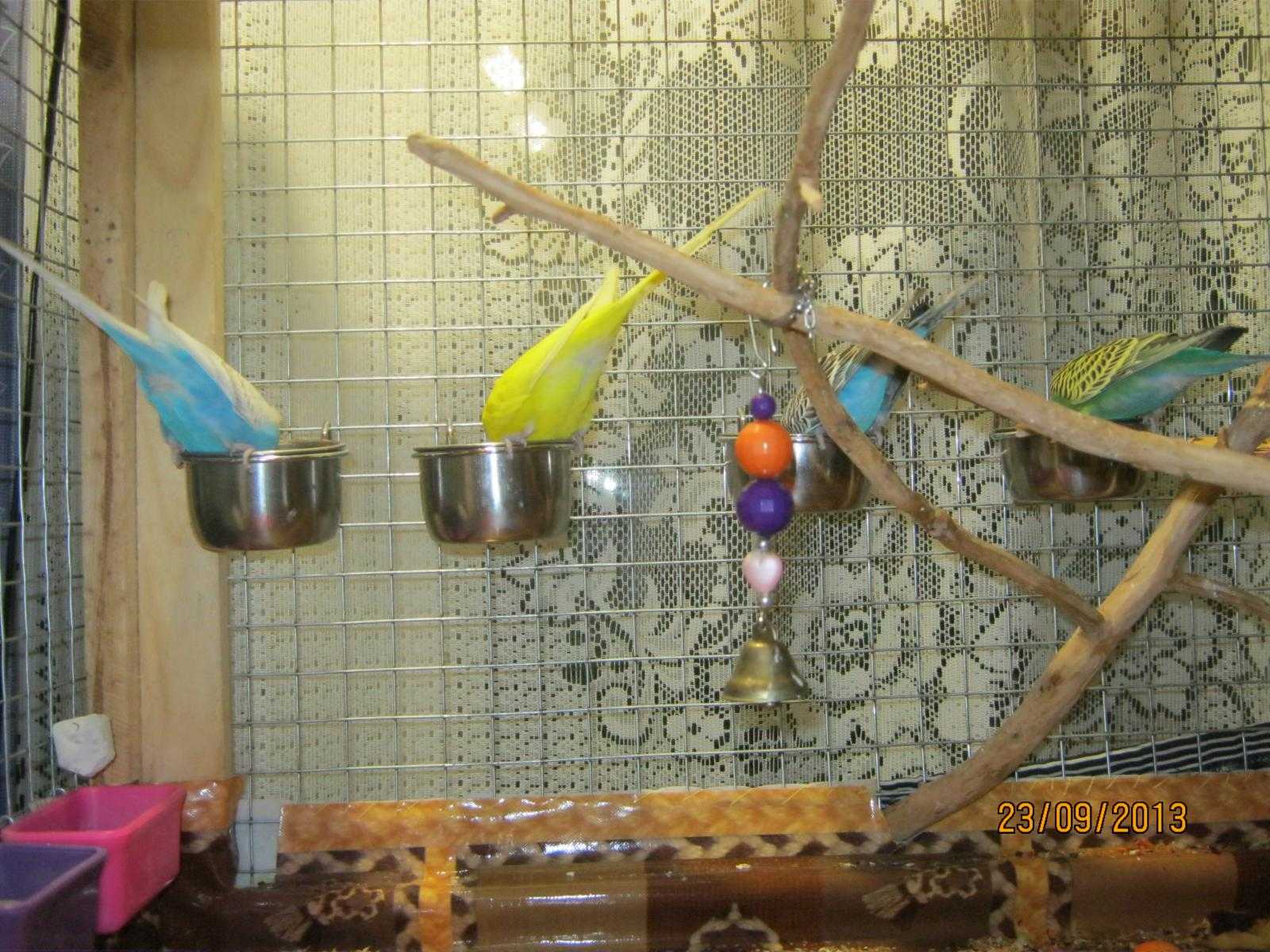Поилка для попугаев: волнистых и крупных, автопоилки, изготовление своими руками, видео