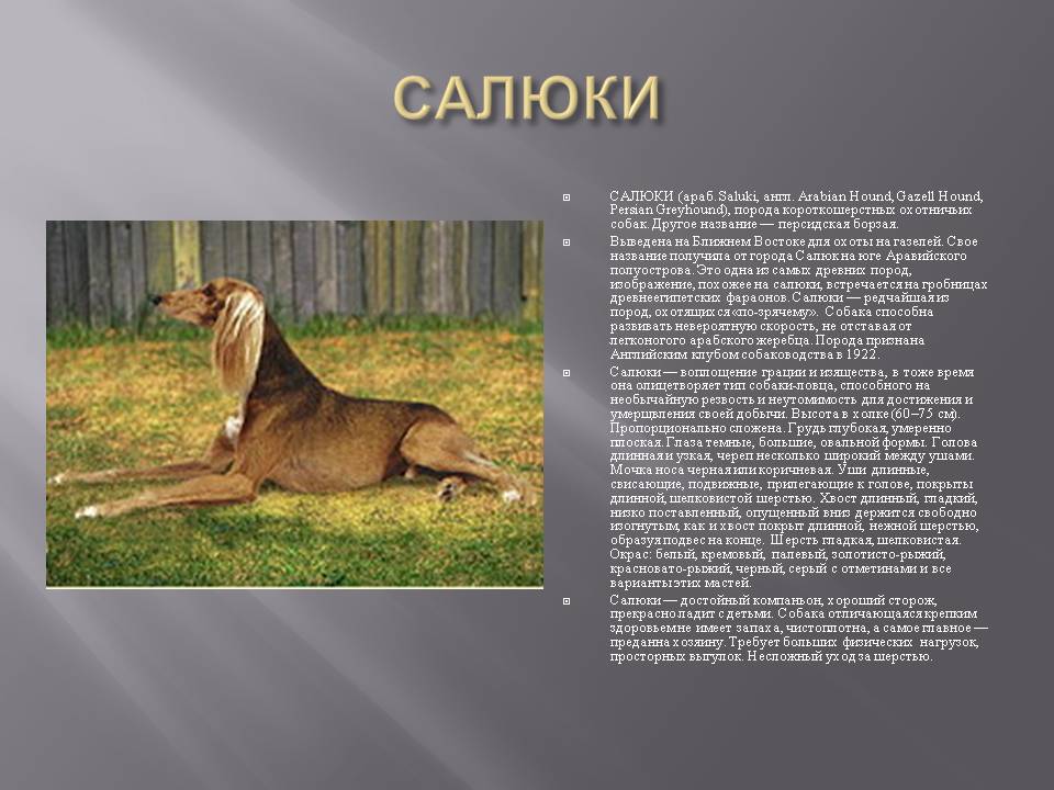 Салюки (порода собак): описание и рост борзой персидской
