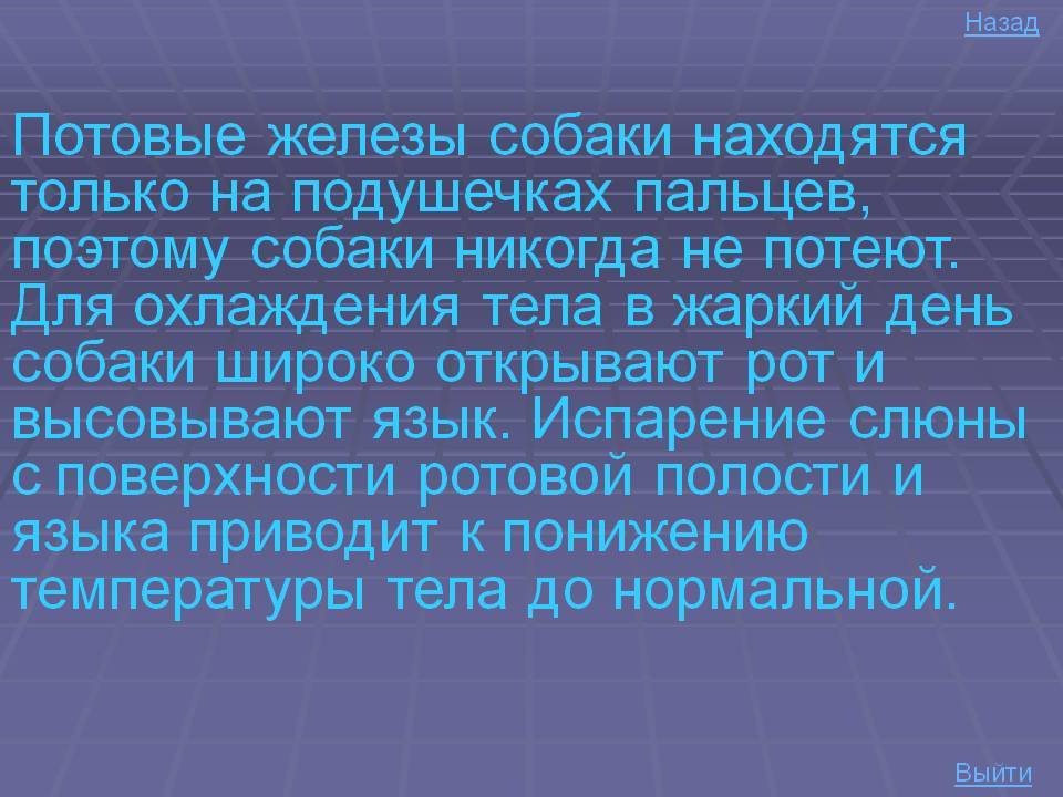 Потеют ли собаки: где находятся потовые железы у четвероногих