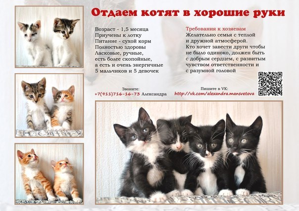 Рекламные выставки котят: котята разных пород, продажа котят