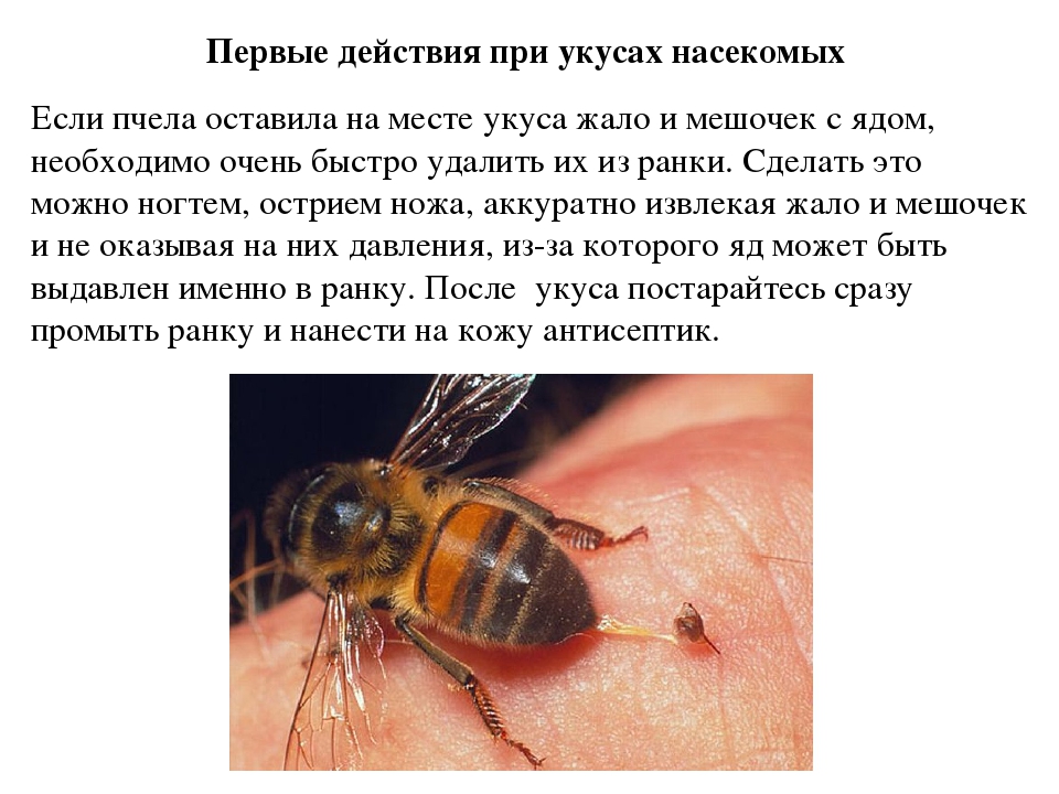 Собаку укусила пчела: опасно ли, что делать, первая помощь