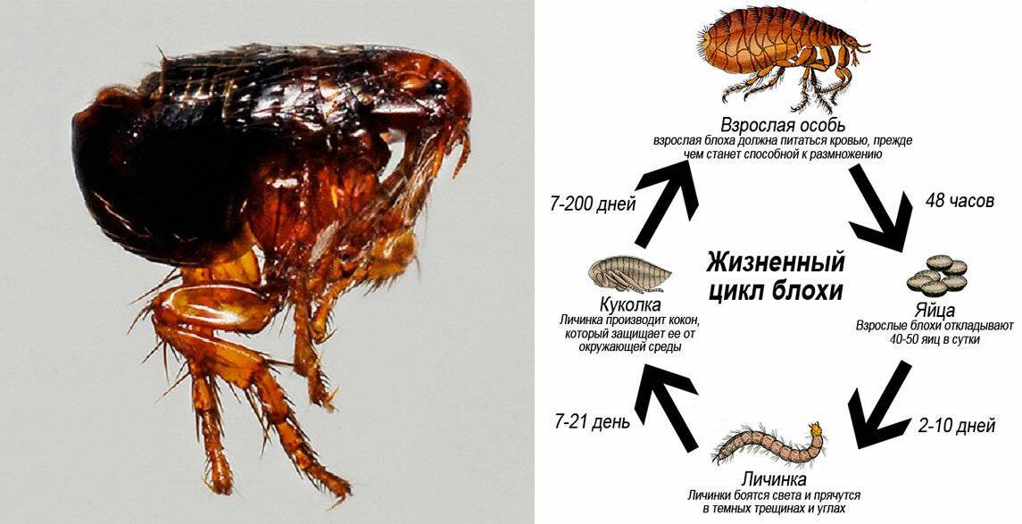 Как определить блох у кошки?