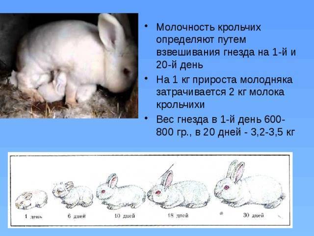 ᐉ как определить возраст кролика при покупке? - zooon.ru