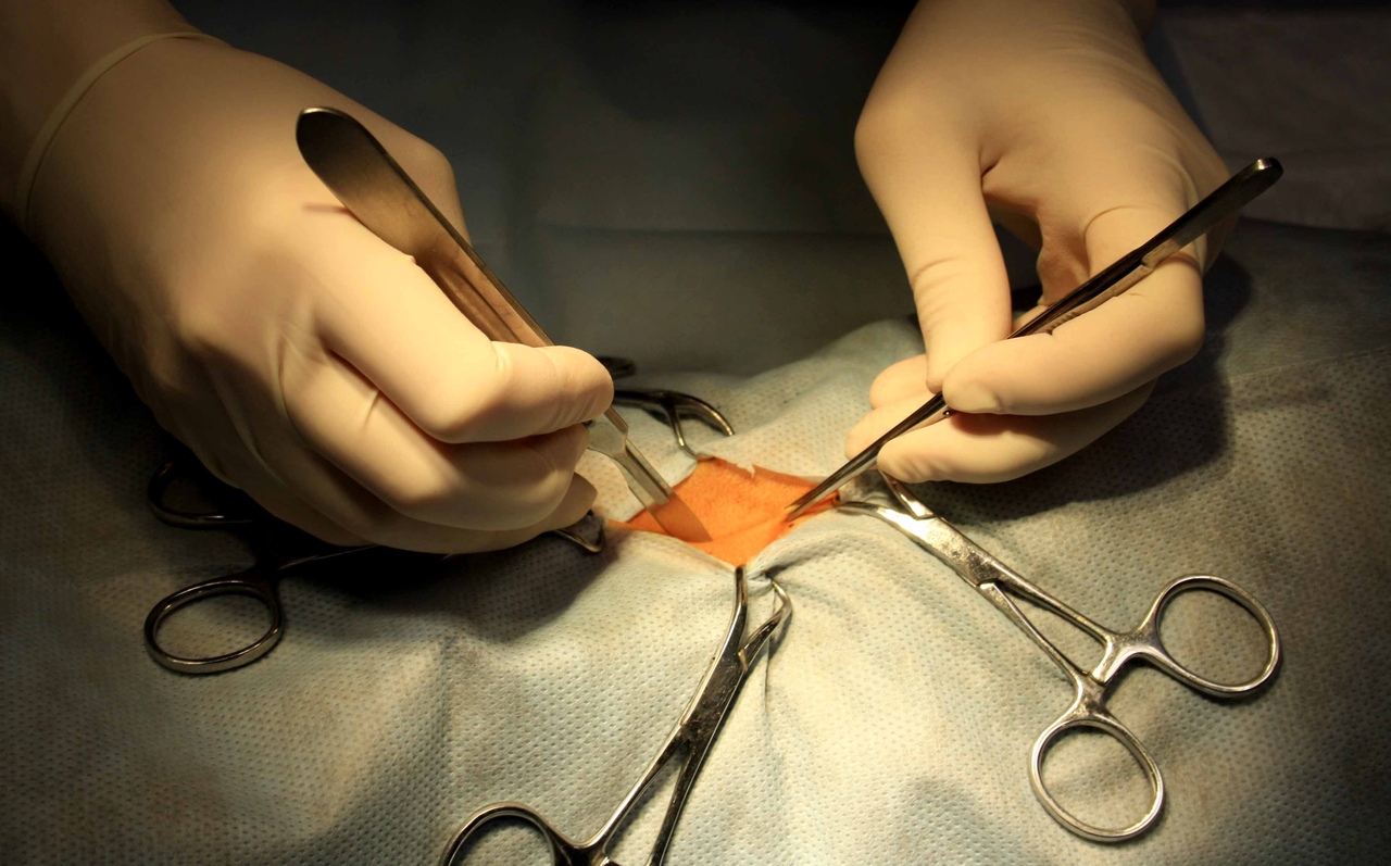 Восстановление кобеля после кастрации: как ухаживать за питомцем после операции