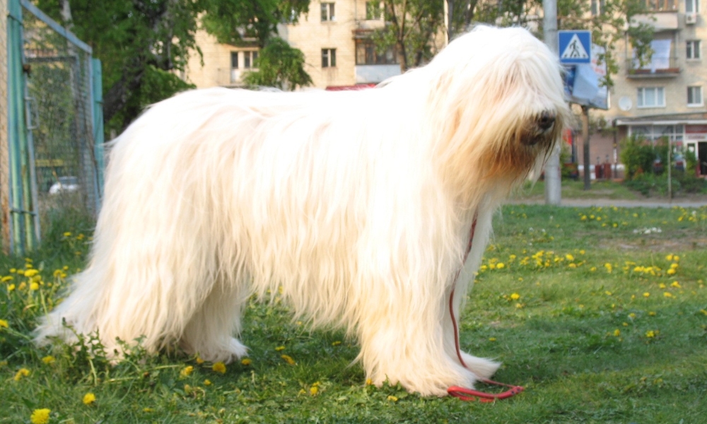 Южнорусская овчарка — описание породы, характер собаки