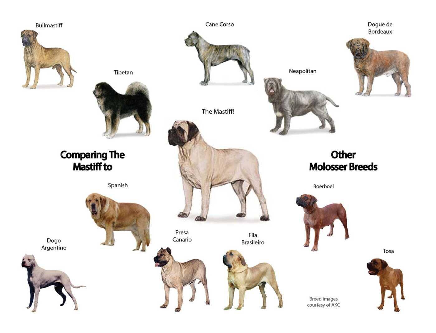 Гладкошерстные породы собак среднего размера с фотографиями и названиями — сайт эксперта по животным — howmeow