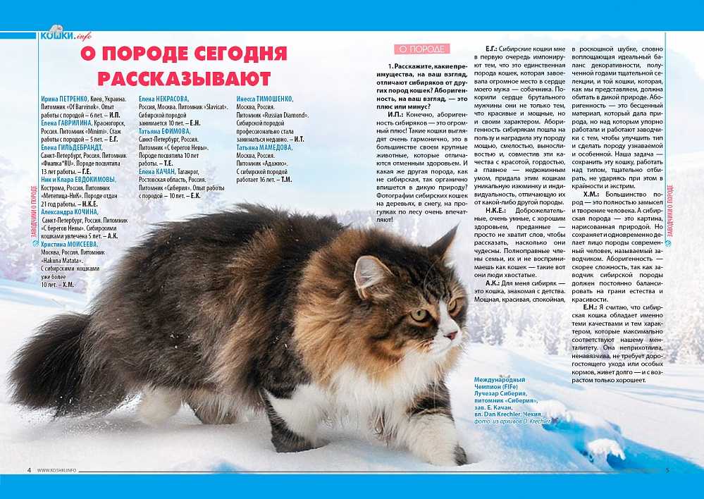 Длинношерстные кошки и их особенности: породы, происхождение и рекомендации по содержанию