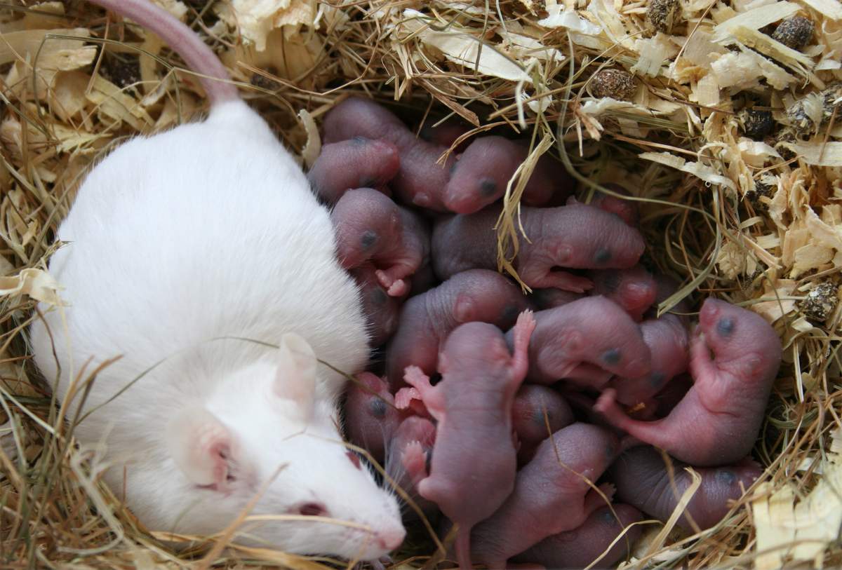 Как размножаются мыши в диких и домашних условиях