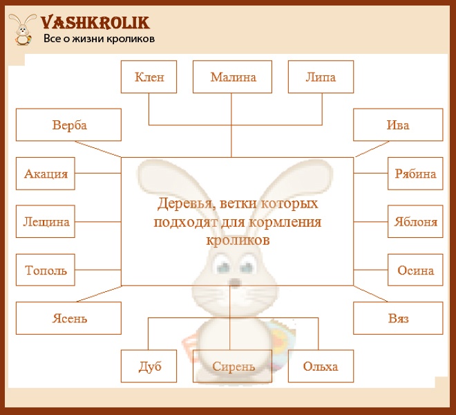 Какие веточки разрешено давать кролику в зимний период: можно ли ель и сосну