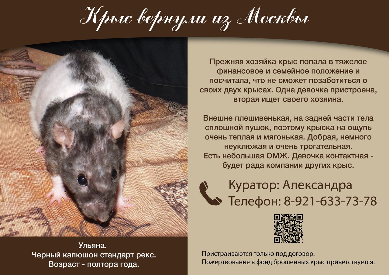 Крыса дамбо: уход и содержание в домашних условиях