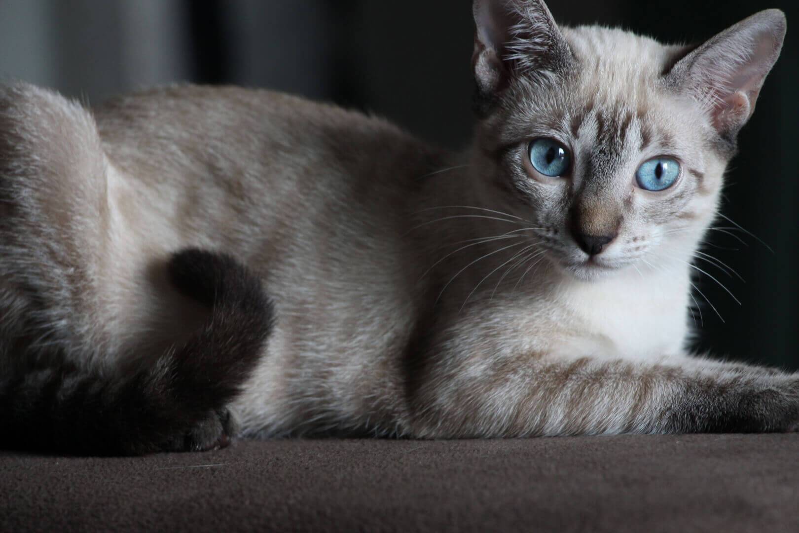 Породы кошек с голубыми глазами: топ-11 голубоглазых видов с фото и описанием