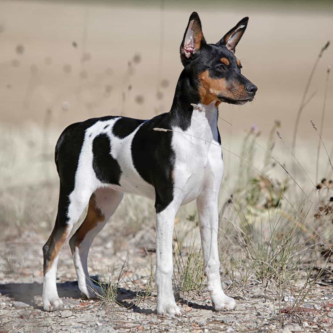 Валенсийский ратер: описание породы собак с фото и видео